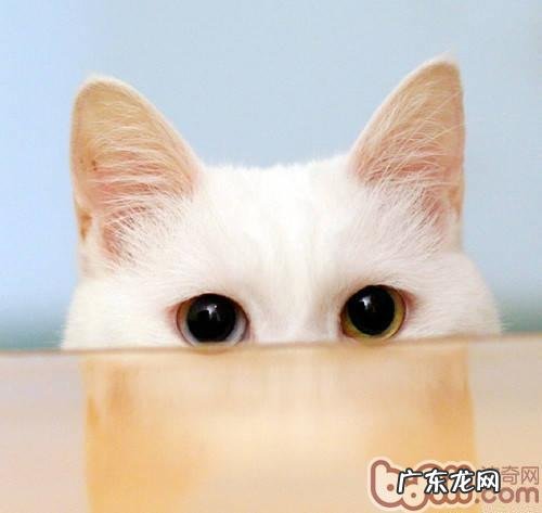 为小宠物照相的常见问题