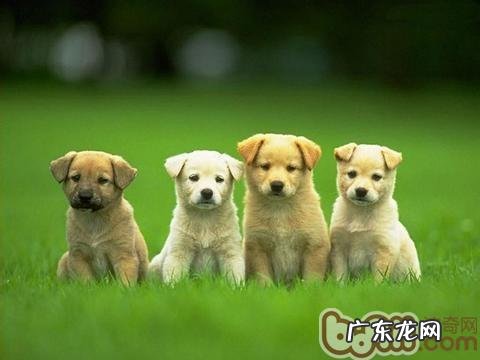 为小宠物照相的常见问题