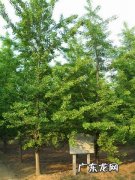 银杏树的介绍资料大全 银杏树的介绍和特点