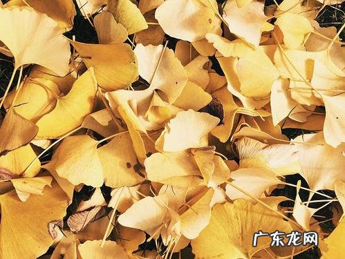 银杏树落叶的美景描写 银杏树落叶
