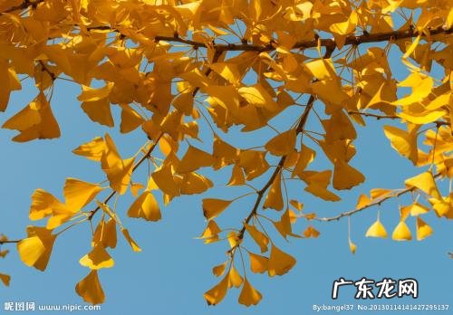 银杏外形和特点描写作文 银杏的外形描写