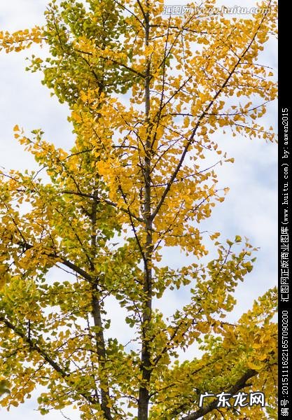 银杏外形和特点描写作文 银杏的外形描写