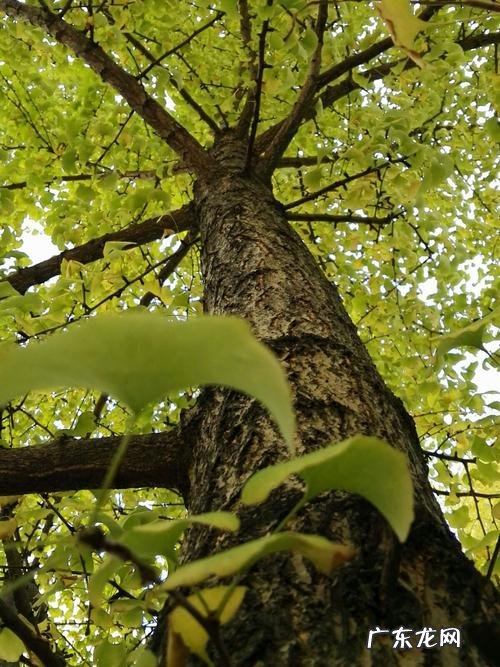 家乡的银杏树按春夏秋冬 银杏树春夏秋冬的特征