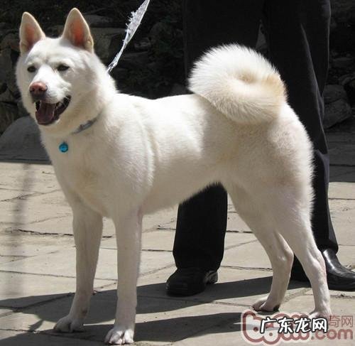 冬天,带小狗出来加强锻炼