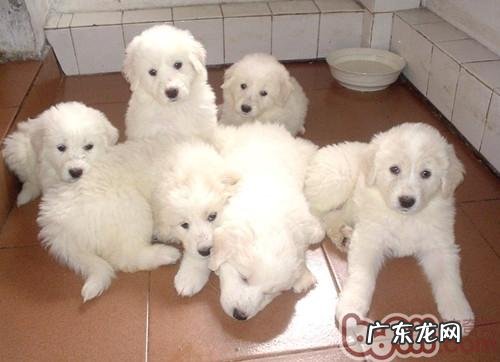 幼狗及老年人犬冬天需尤其关爱