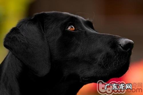 冬天遛猫遛狗需确保安全与防冻