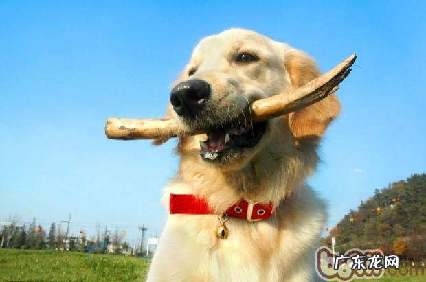 海外小狗防寒保暖小窍门