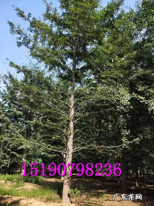 银杏树的形态特征性质 银杏树的形态特征