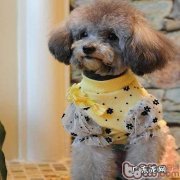 冬天小狗保养四大错误观念