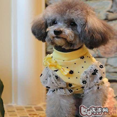 冬天小狗保养四大错误观念