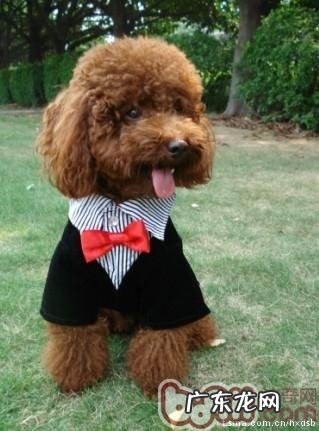 小狗冬天必须留意的十个常见问题