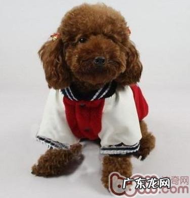 亲自动手给小狗制做冬装