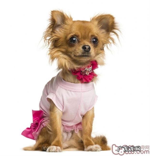 冬季小狗穿衣服的利缺点较为