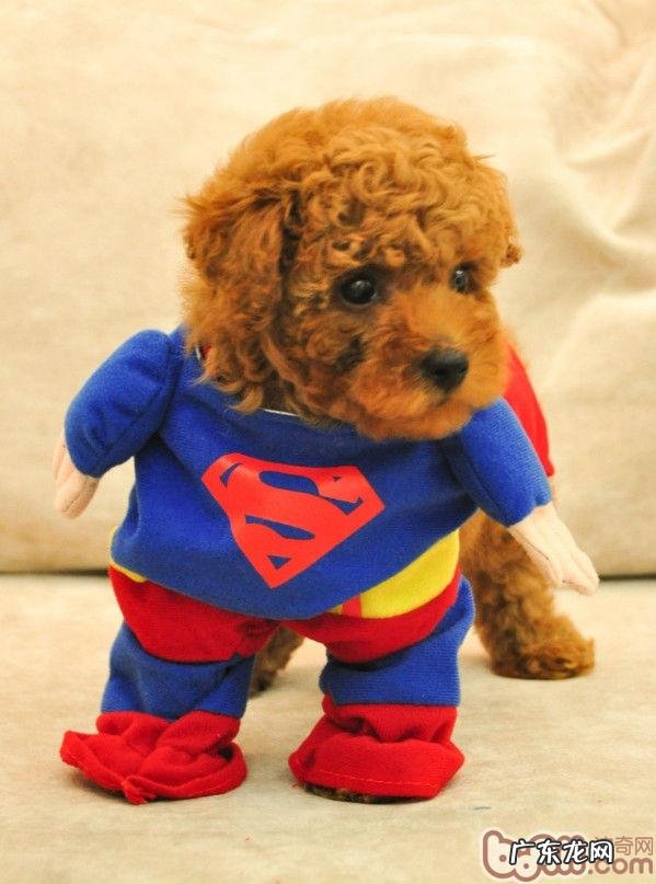 冬季小狗应当穿着打扮吗?