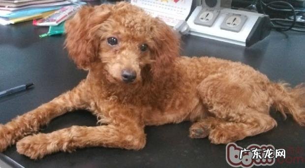 小狗头发保养及美容常识