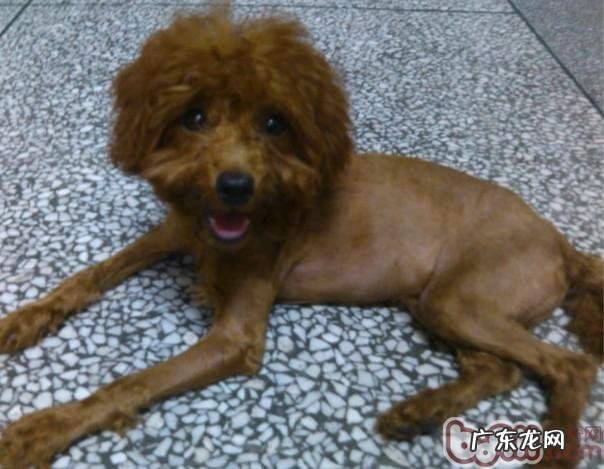 小狗头发保养及美容常识