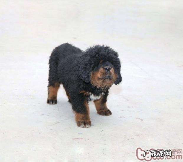 藏獒的挑选规范