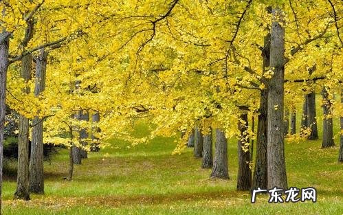 怎么形容银杏树秋天的美 秋天的银杏树怎么形容