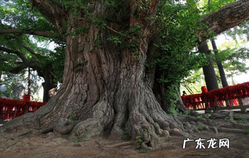 世界上最古老的银杏树在哪里 山东最古老的银杏树