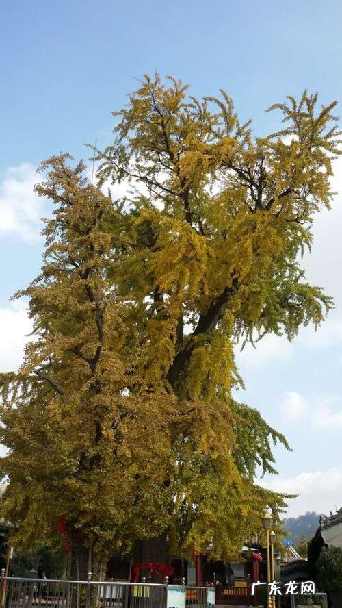 世界上最古老的银杏树在哪里 山东最古老的银杏树