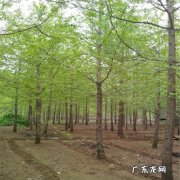 山东省郯城县银杏树 郯城县银杏树行情