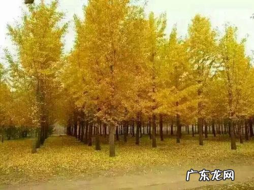 银杏产地在什么地方 银杏树产地在哪些地方