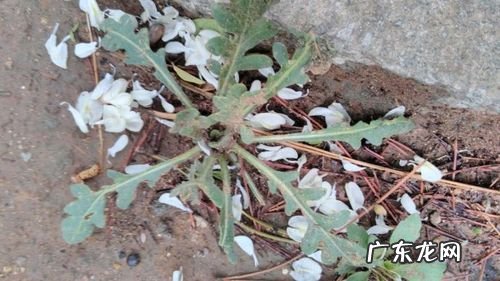 蒲公英是什么样子的草 蒲公英的茎是什么样子的