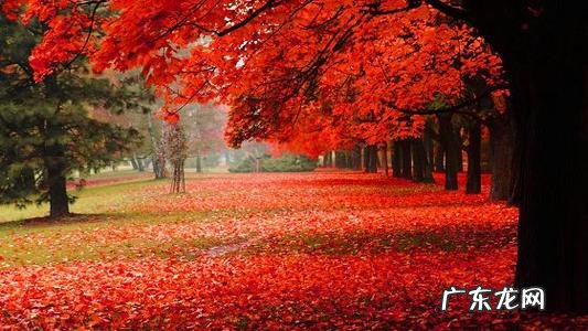 秋景描写唯美段落300字 秋景描写唯美段落