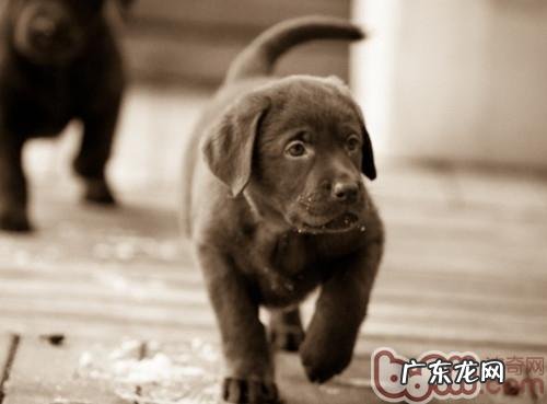 小狗缺少钙该怎么调理