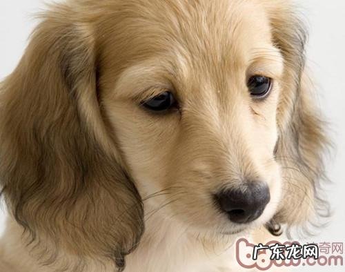 保养可卡犬耳朵里面的小方式