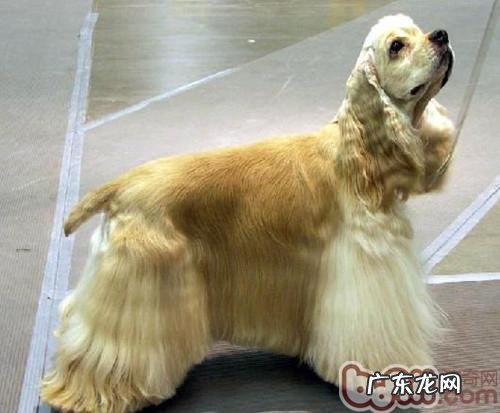 什么食物不可以给可卡犬吃