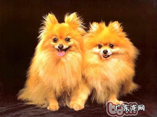 能给博美犬吃甜吗