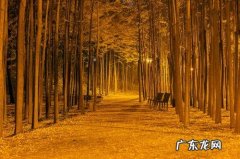 秋天银杏树的说说 夜晚银杏树的说说