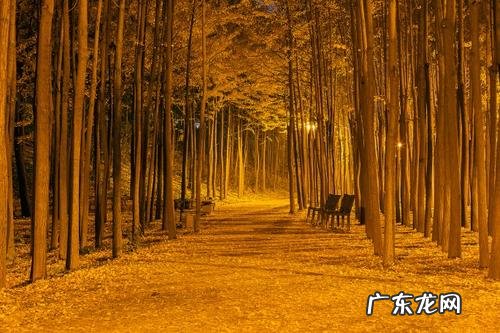秋天银杏树的说说 夜晚银杏树的说说