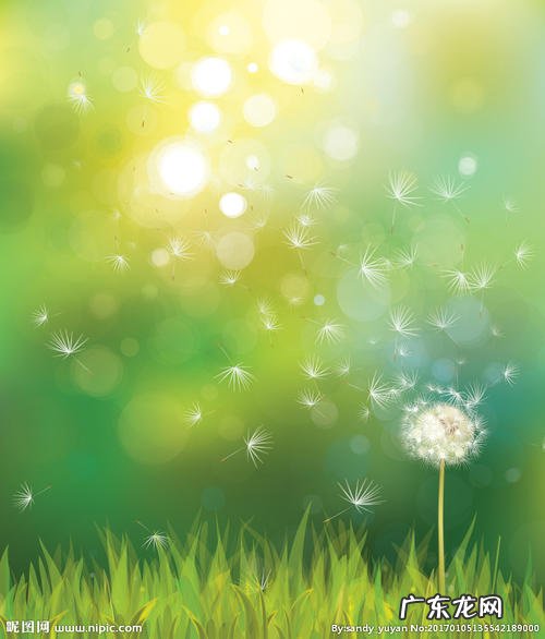 蒲公英的图片高清大图 蒲公英的资料和图片