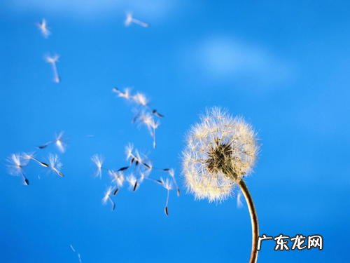 蒲公英的图片高清大图 蒲公英的资料和图片