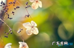 形容语气轻柔的词语 形容风很轻柔的词语