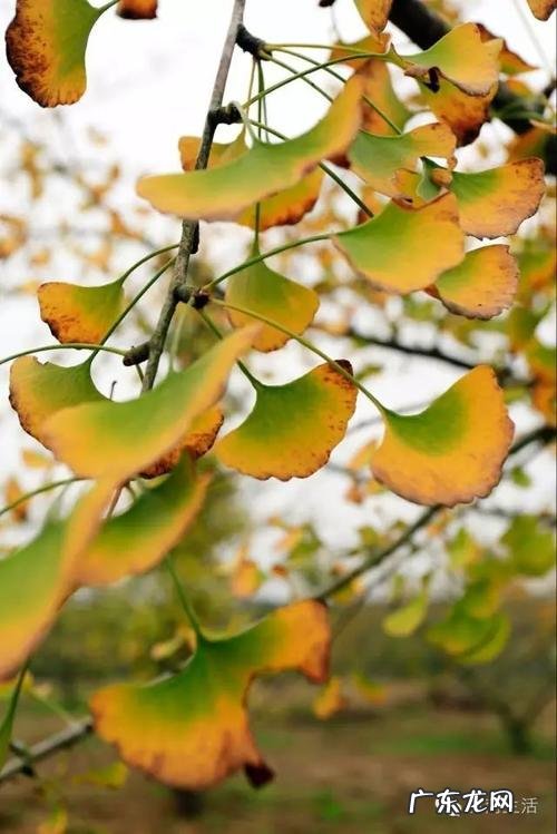 对银杏的赞美一段话 描写银杏的一段话