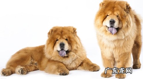 怎样恰当除去松狮的身上的臭味