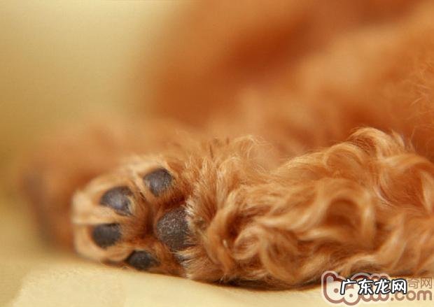 四种小狗的肉垫归类