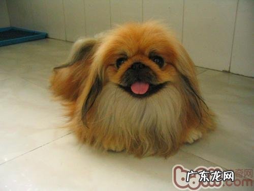 狗狗的寿命到底有多长时间