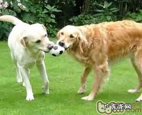 给小狗玩耍的四大益处