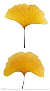 银杏叶图片唯美秋季 银杏叶图片