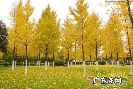 银杏树叶子手工 银杏树图