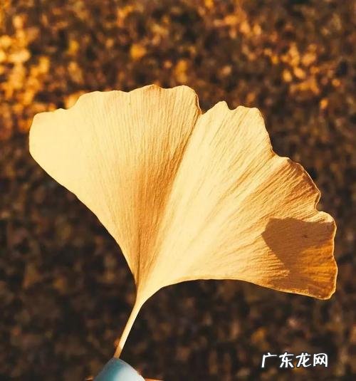 银杏树叶子手工 银杏树图