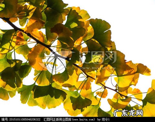 描写银杏叶的外形特点 银杏叶外形和特点描写