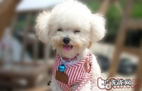 警醒给小狗穿衣服也是有安全隐患