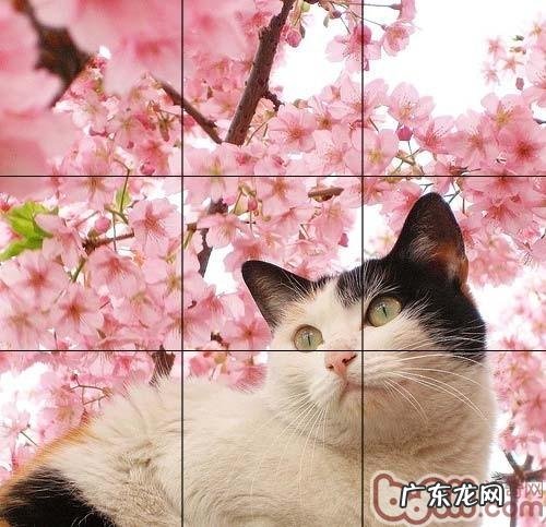 六个构图方式教你怎样拍出好看萌宠