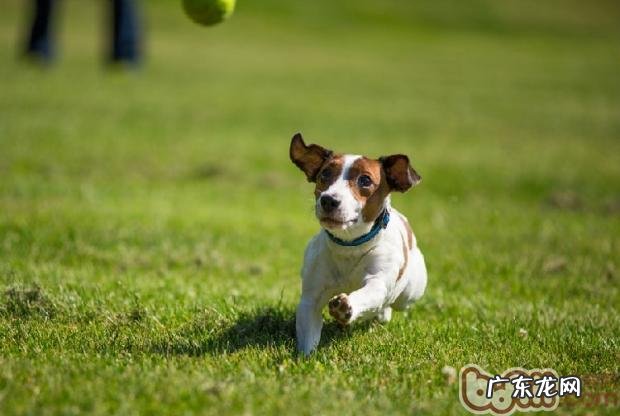六个构图方式教你怎样拍出好看萌宠