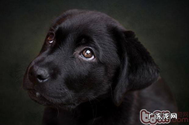 教你拍出小狗的闪耀美瞳隐形眼镜